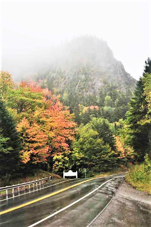 fall foliage